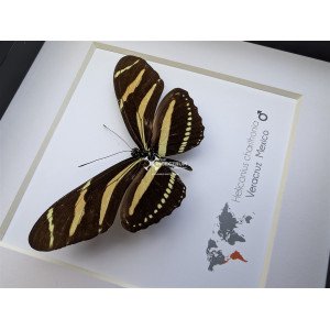 The Zebra Longwing butterfly